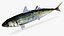 Mackerel Scad