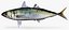 Mackerel Scad