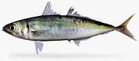 Mackerel Scad