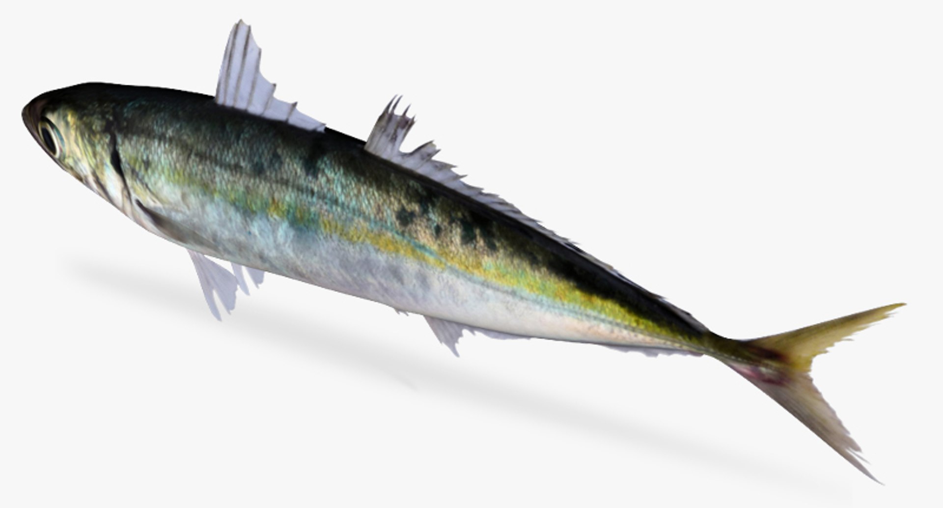 3d mackerel scad