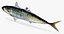 Mackerel Scad
