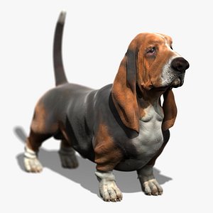 Basset Hound