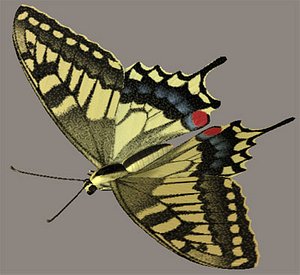 common yellow swallowtail kiageha 3d model