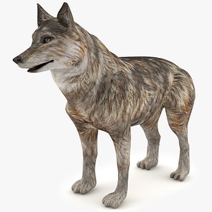 Wolf