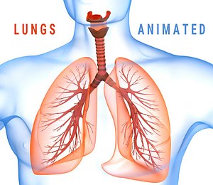 human lungs 3d max