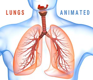 Human Lungs - pulmonary system 3D model