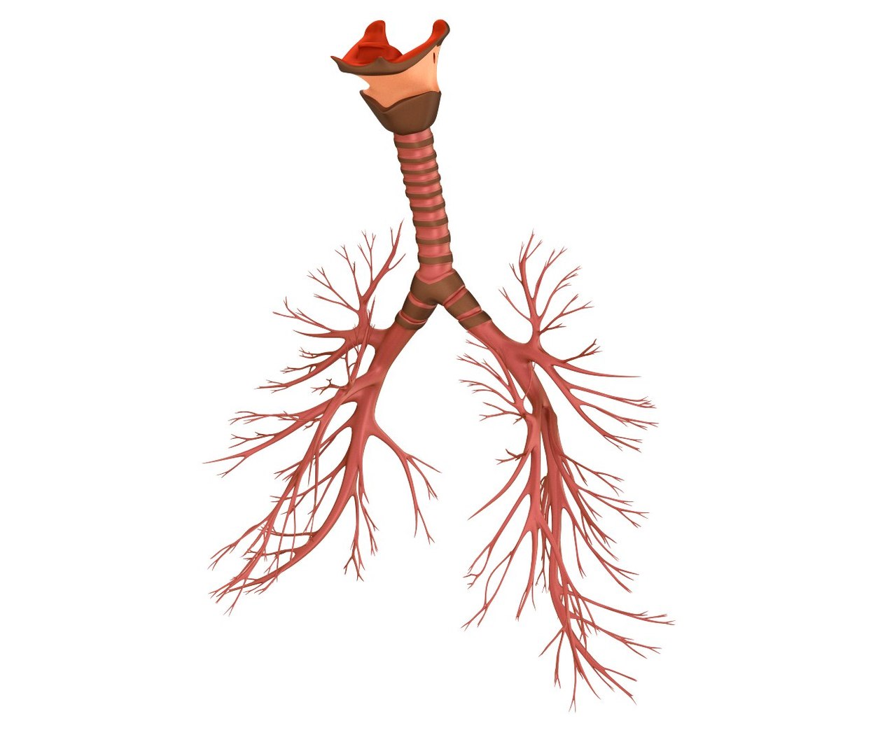 human lungs 3d max https://p.turbosquid.com/ts-thumb/tx/pjVbAS/6aBWRgwM/previewd0001/jpg/1489387171/1920x1080/fit_q87/208ed9c5abb92a16365f050a3808dd41aa192d4d/previewd0001.jpg