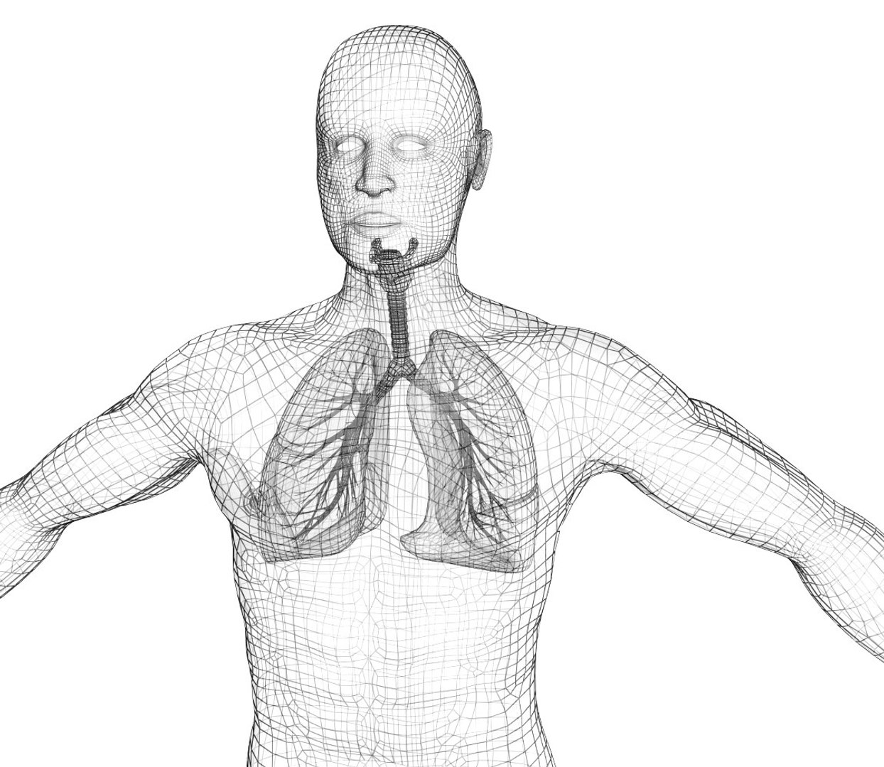 human lungs 3d max https://p.turbosquid.com/ts-thumb/tx/pjVbAS/8NR9R5qP/greed2/jpg/1489387135/1920x1080/fit_q87/0cb34f526d90be82128309b5cc25fe4d64c8222e/greed2.jpg