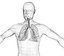 Human Lungs - pulmonary system 3D model