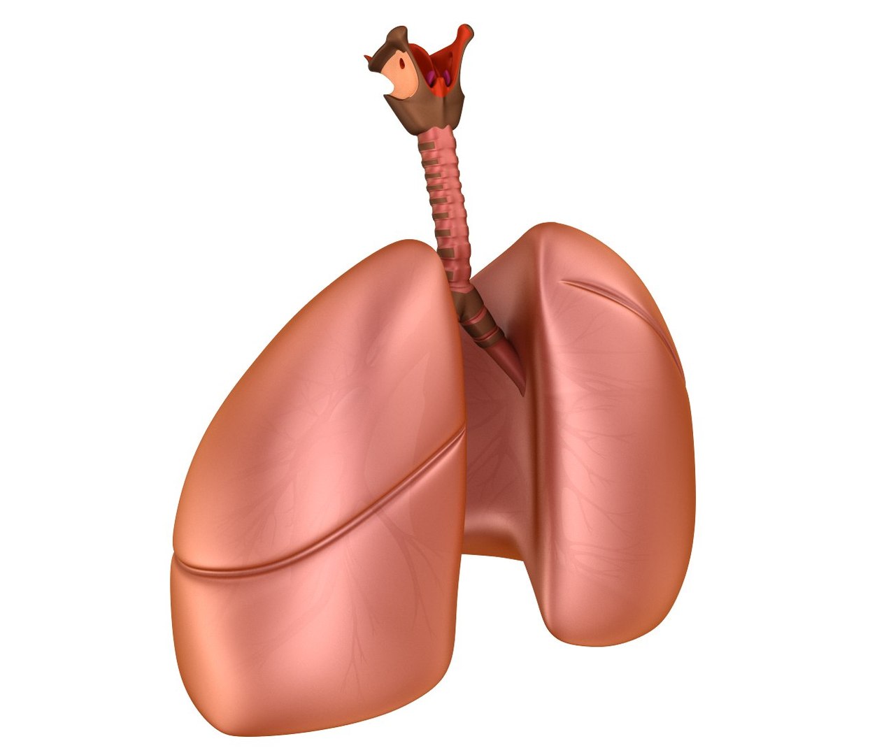 human lungs 3d max https://p.turbosquid.com/ts-thumb/tx/pjVbAS/B5hsgRHU/previews0002/jpg/1489387171/1920x1080/fit_q87/5f4b9e04369dab0bcf12889138cabf4b075c22bc/previews0002.jpg