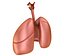Human Lungs - pulmonary system 3D model