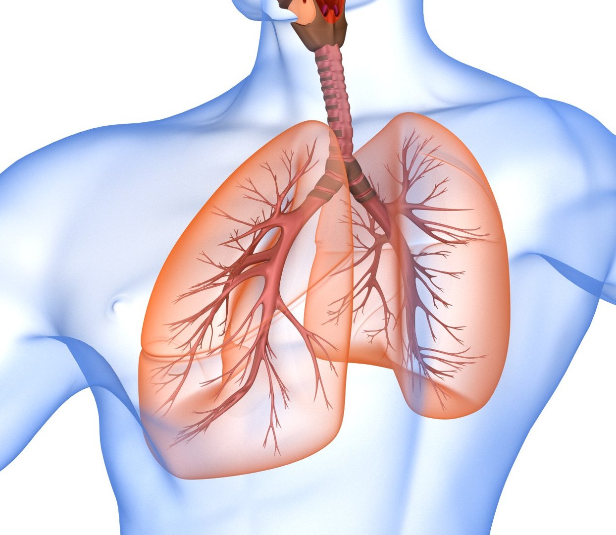 human lungs 3d max https://p.turbosquid.com/ts-thumb/tx/pjVbAS/Dyf5Bhj5/preview0002/jpg/1489387123/1920x1080/fit_q87/4007f36054a6aa73242f698b373f6a3e2f4d6f19/preview0002.jpg