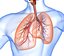Human Lungs - pulmonary system 3D model