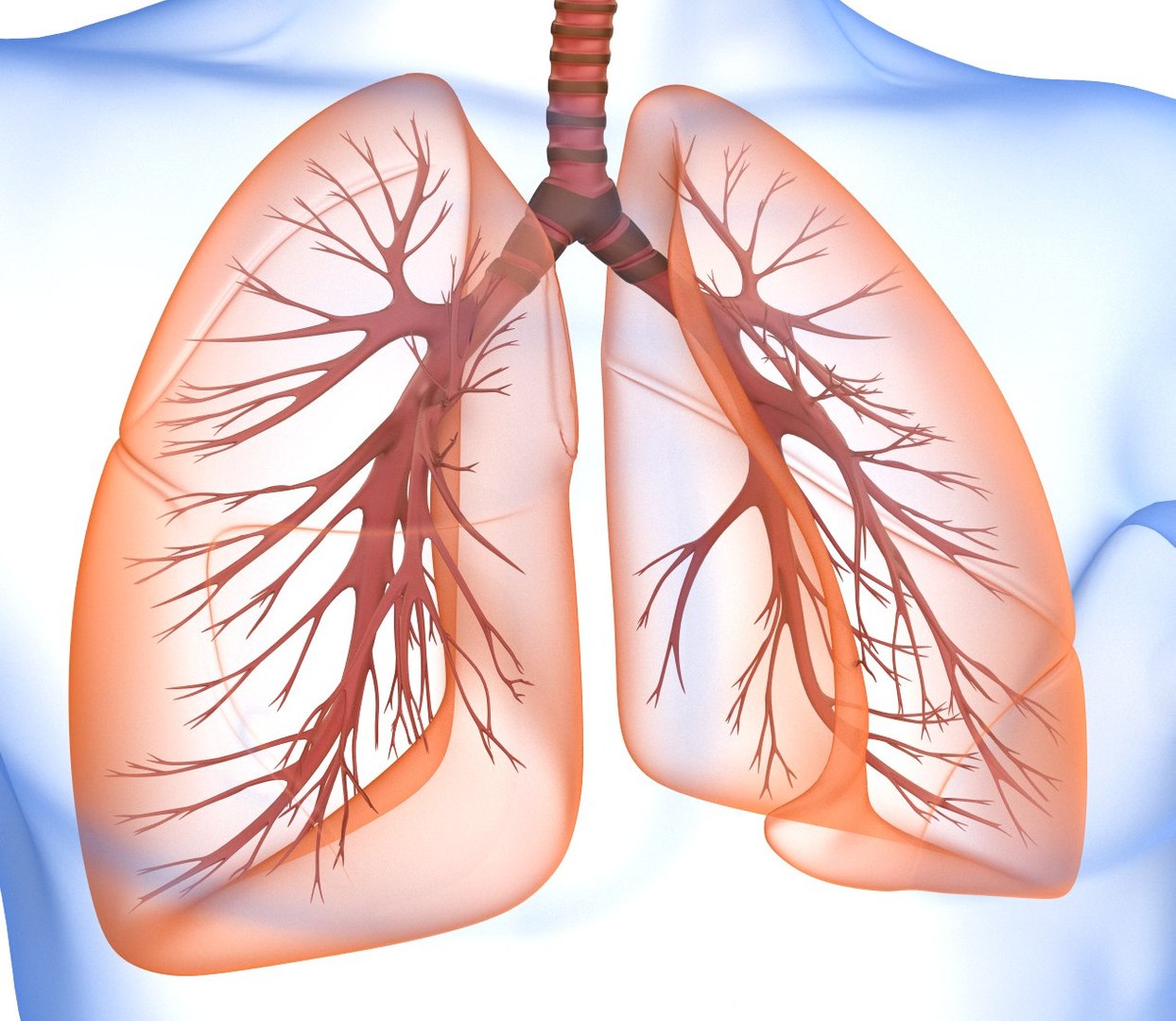 human lungs 3d max https://p.turbosquid.com/ts-thumb/tx/pjVbAS/EdFlzbXf/preview0004/jpg/1489387171/1920x1080/fit_q87/87f36eba7cf8e3ec779e1c0875bd3bdf499c5729/preview0004.jpg