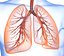 Human Lungs - pulmonary system 3D model