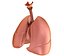 Human Lungs - pulmonary system 3D model