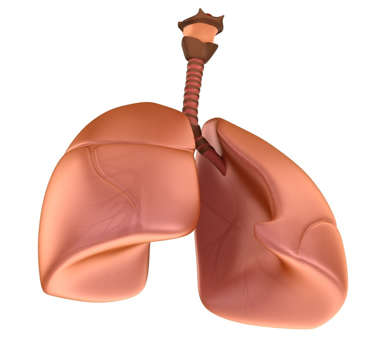 human lungs 3d max https://p.turbosquid.com/ts-thumb/tx/pjVbAS/LH5j8UGk/previews0003/jpg/1489387171/1920x1080/fit_q87/317f21bd27079b3e730c9926558bf6ed2ee02c89/previews0003.jpg