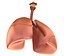 Human Lungs - pulmonary system 3D model