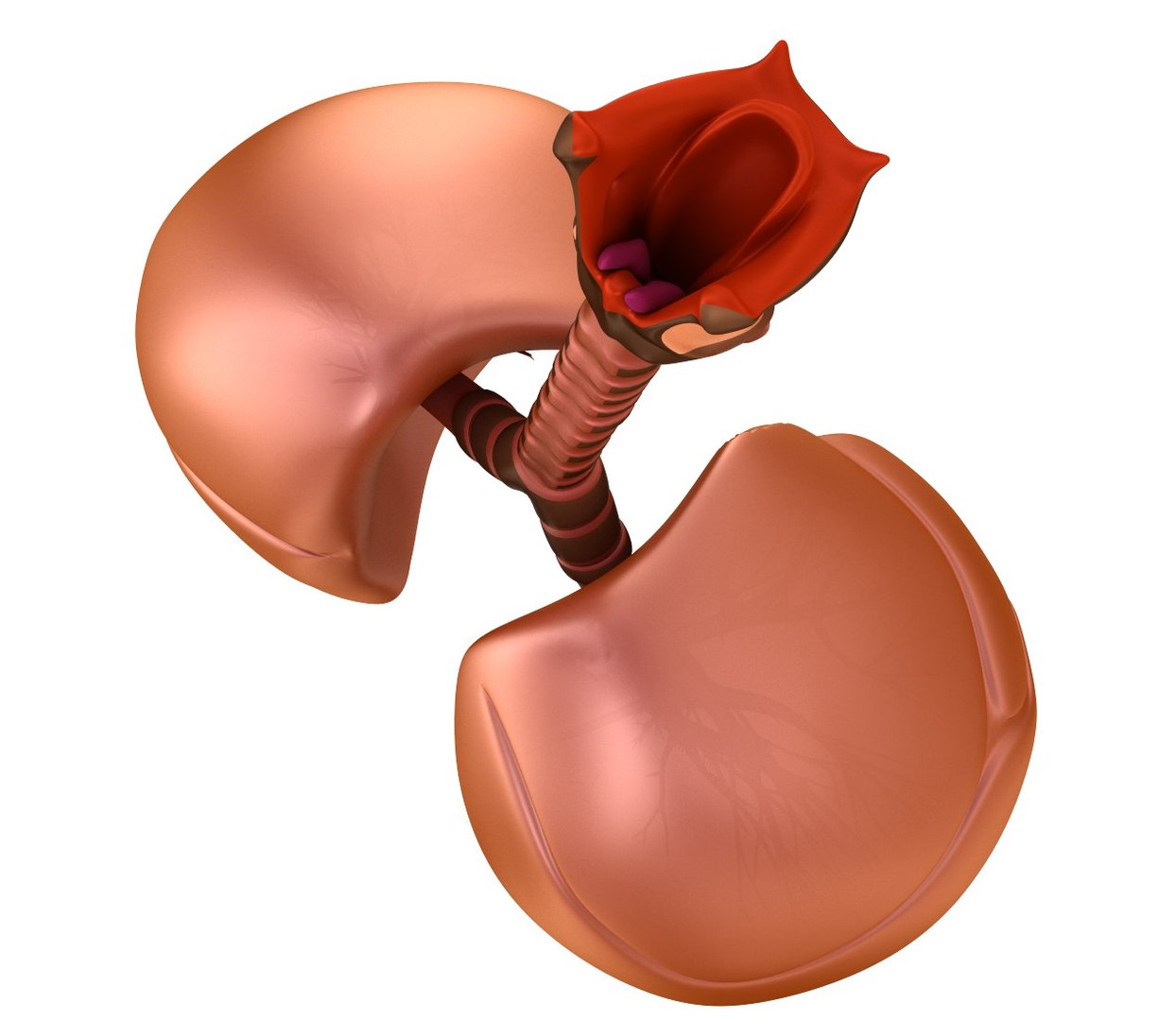 human lungs 3d max https://p.turbosquid.com/ts-thumb/tx/pjVbAS/NiK9a1yp/previews0005/jpg/1489387171/1920x1080/fit_q87/a6475bd101133ff0e2b16d93b7ef94adedbd47f6/previews0005.jpg
