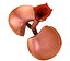 Human Lungs - pulmonary system 3D model