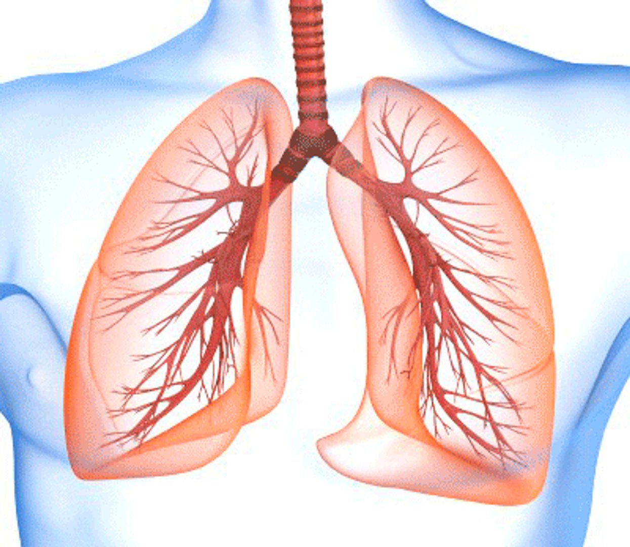 human lungs 3d max https://p.turbosquid.com/ts-thumb/tx/pjVbAS/TMZbfxjL/sqanimation/gif/1489387171/1920x1080/fit_q87/8c4d503fe923950f039f6424ca9bf7801224125a/sqanimation.jpg
