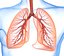 Human Lungs - pulmonary system 3D model