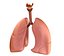 Human Lungs - pulmonary system 3D model