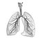 Human Lungs - pulmonary system 3D model