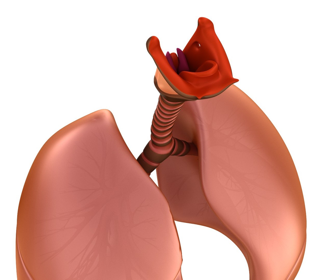 human lungs 3d max https://p.turbosquid.com/ts-thumb/tx/pjVbAS/abKnpkIf/previews0004/jpg/1489387171/1920x1080/fit_q87/8af354affa2aec8d2ce3ef363fe48ce0a57d2587/previews0004.jpg