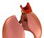Human Lungs - pulmonary system 3D model