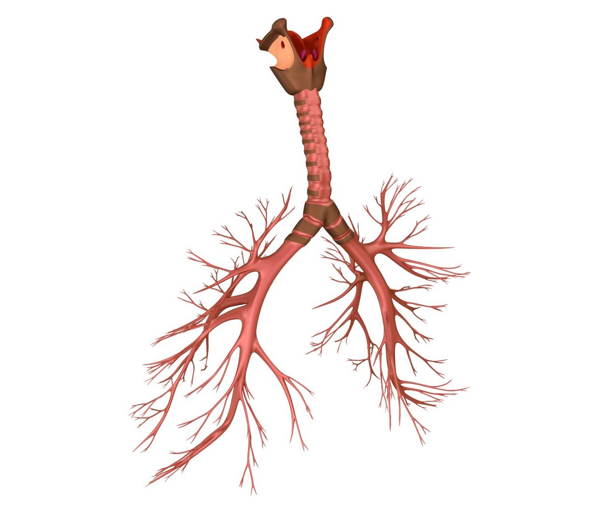 human lungs 3d max https://p.turbosquid.com/ts-thumb/tx/pjVbAS/fYsrZtJ6/previewd0002/jpg/1489387171/1920x1080/fit_q87/503cfbfb582450368aee0efc21b0311ced6e756f/previewd0002.jpg