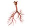 Human Lungs - pulmonary system 3D model