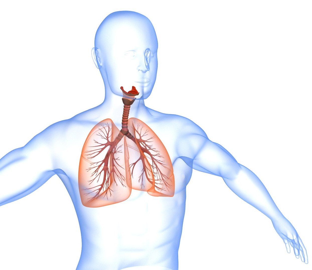 Human Lungs 3d Max