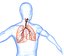 Human Lungs - pulmonary system 3D model