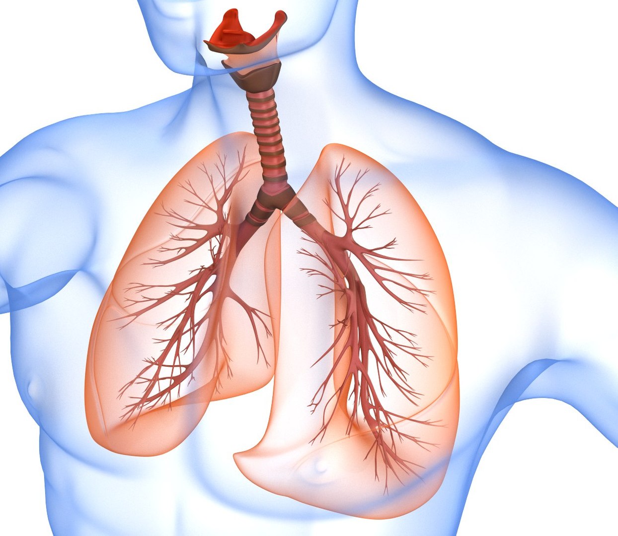 human lungs 3d max https://p.turbosquid.com/ts-thumb/tx/pjVbAS/uuAcBhfx/preview0001/jpg/1489387123/1920x1080/fit_q87/2e91fd4ee2eace80f221ac6e4ad0d1735708057e/preview0001.jpg