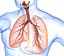 Human Lungs - pulmonary system 3D model