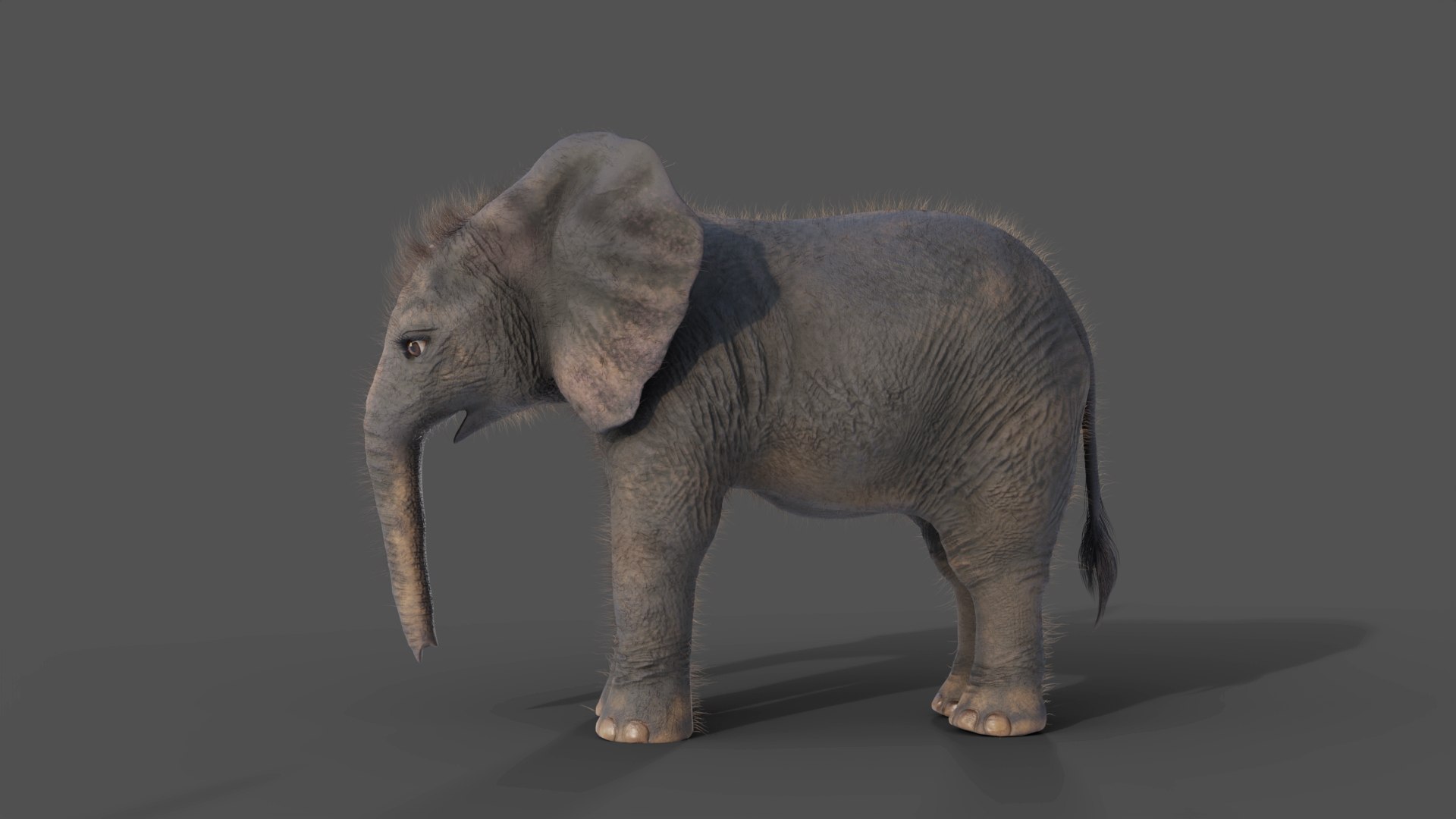 3D Fur Baby Elephant NO Rigged in Blender https://p.turbosquid.com/ts-thumb/tx/uIHW4h/Q5/10/jpg/1661586089/1920x1080/fit_q87/1cb97959e10f4a9ee87a5927f42143140555ff1b/10.jpg
