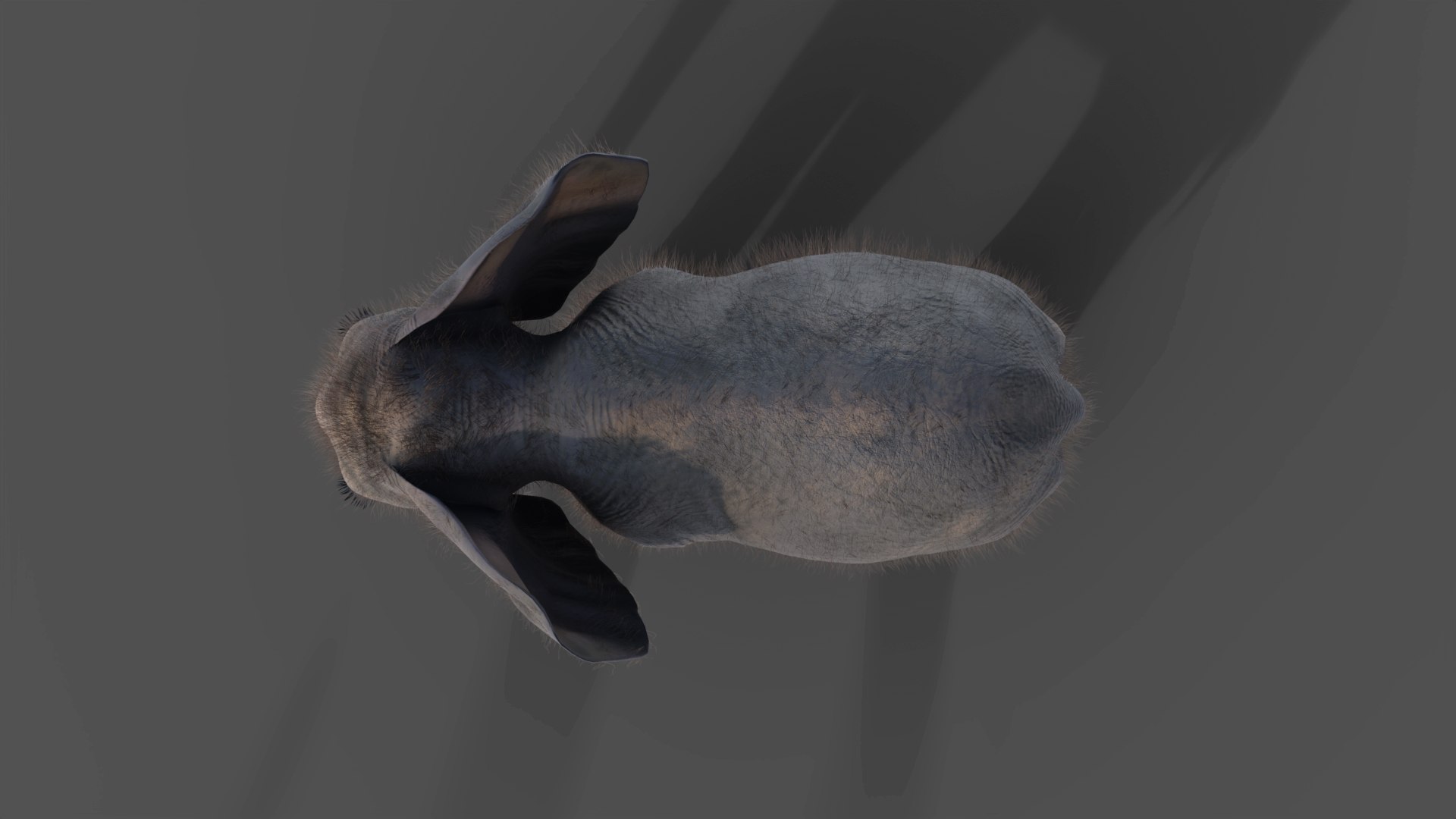3D Fur Baby Elephant NO Rigged in Blender https://p.turbosquid.com/ts-thumb/tx/uIHW4h/ku/06/jpg/1661586086/1920x1080/fit_q87/1836dd6a6bfade7748afbb5834ab5119c0b2c0bd/06.jpg