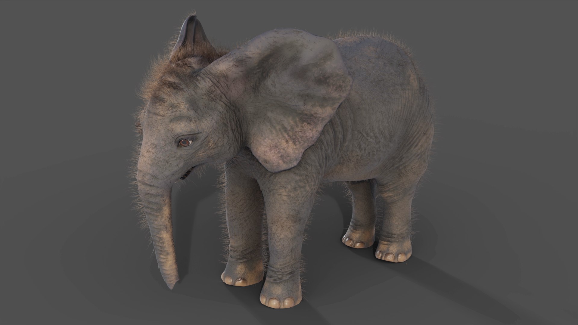 3D Fur Baby Elephant NO Rigged in Blender https://p.turbosquid.com/ts-thumb/tx/uIHW4h/kx/09/jpg/1661586089/1920x1080/fit_q87/1aaa9c2664646be8930db5f9ecde6dfa2a1c81b4/09.jpg