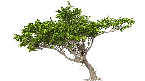 acacia tree model