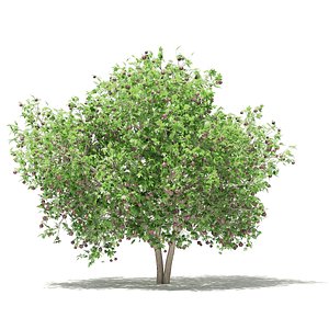 3D model common fig tree fruits