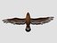 animations eagle 3D model