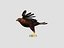 animations eagle 3D model
