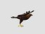 animations eagle 3D model