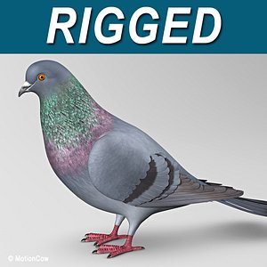 3d model of realistic pigeon wings folded