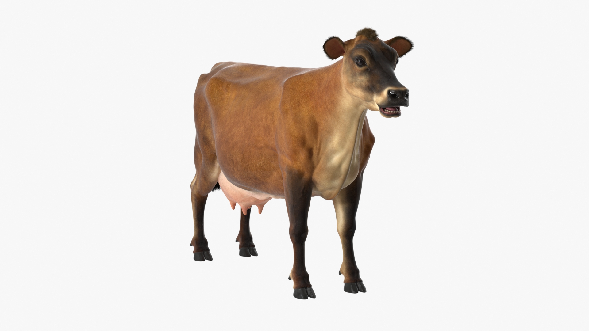 Jersey Dairy Cow Fur Rigged 3D - TurboSquid 2310063