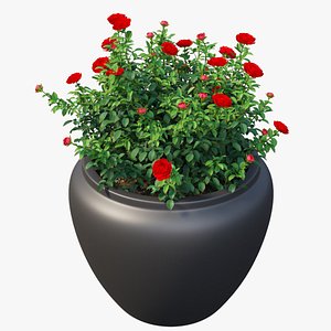 Rose plant in pot set 05 3D