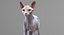 3D sphynx cat animations model