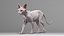 3D sphynx cat animations model