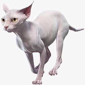 3D sphynx cat animations model